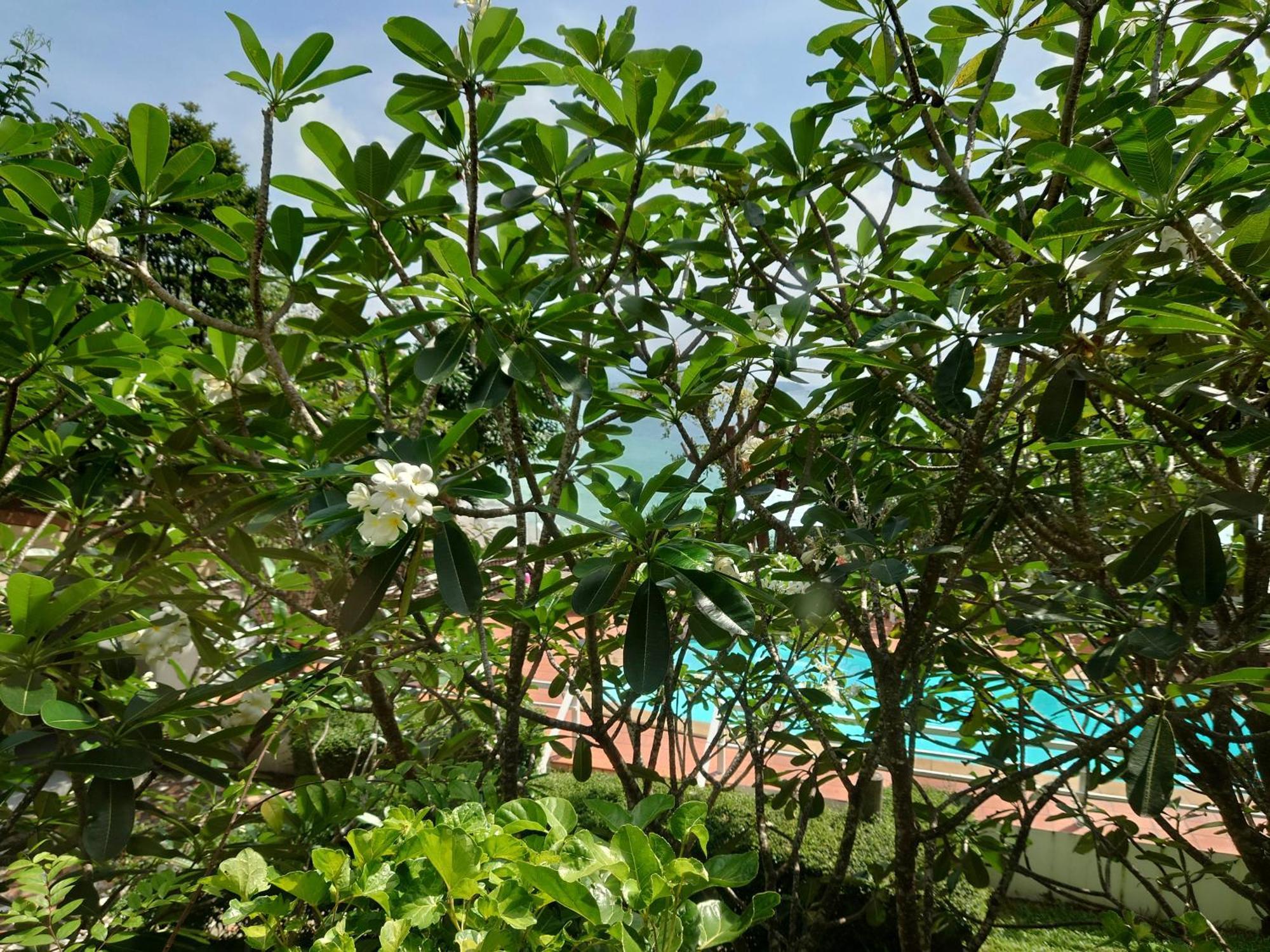 On The Hill Karon Resort Exterior foto